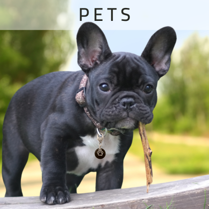 Cute Frenchie Puppy wearing a small circle shungite pet charm with a silver paw print accent and clip that attaches to the collar.