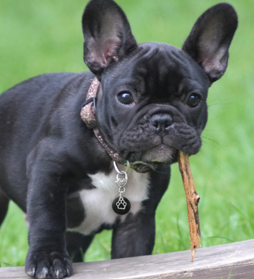 Cute Frenchie Puppy wearing a small circle shungite pet charm with a silver paw print accent and clip that attaches to the collar.